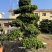 福建漳州造型小叶榕品种繁多产地直发量大价格从优
