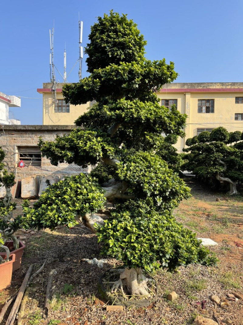 福建漳州造型小叶榕品种繁多产地直发量大价格从优