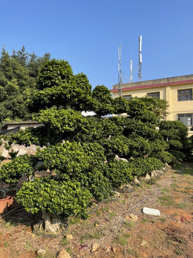 福建漳州造型小叶榕品种繁多产地直发量大价格从优