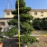 福建漳州造型小叶榕品种繁多产地直发量大价格从优