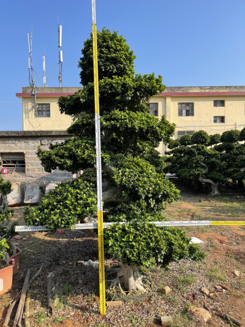福建漳州造型小叶榕品种繁多产地直发量大价格从优