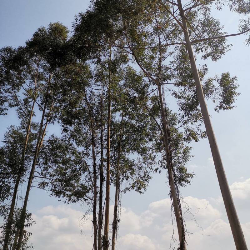 桉树林