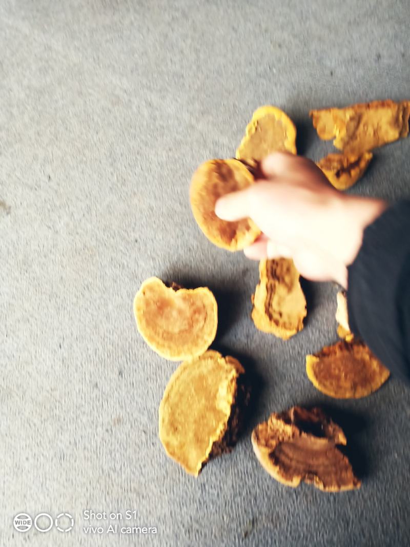 桑树桑黄金边精品货