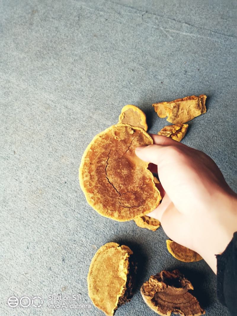 桑树桑黄金边精品货