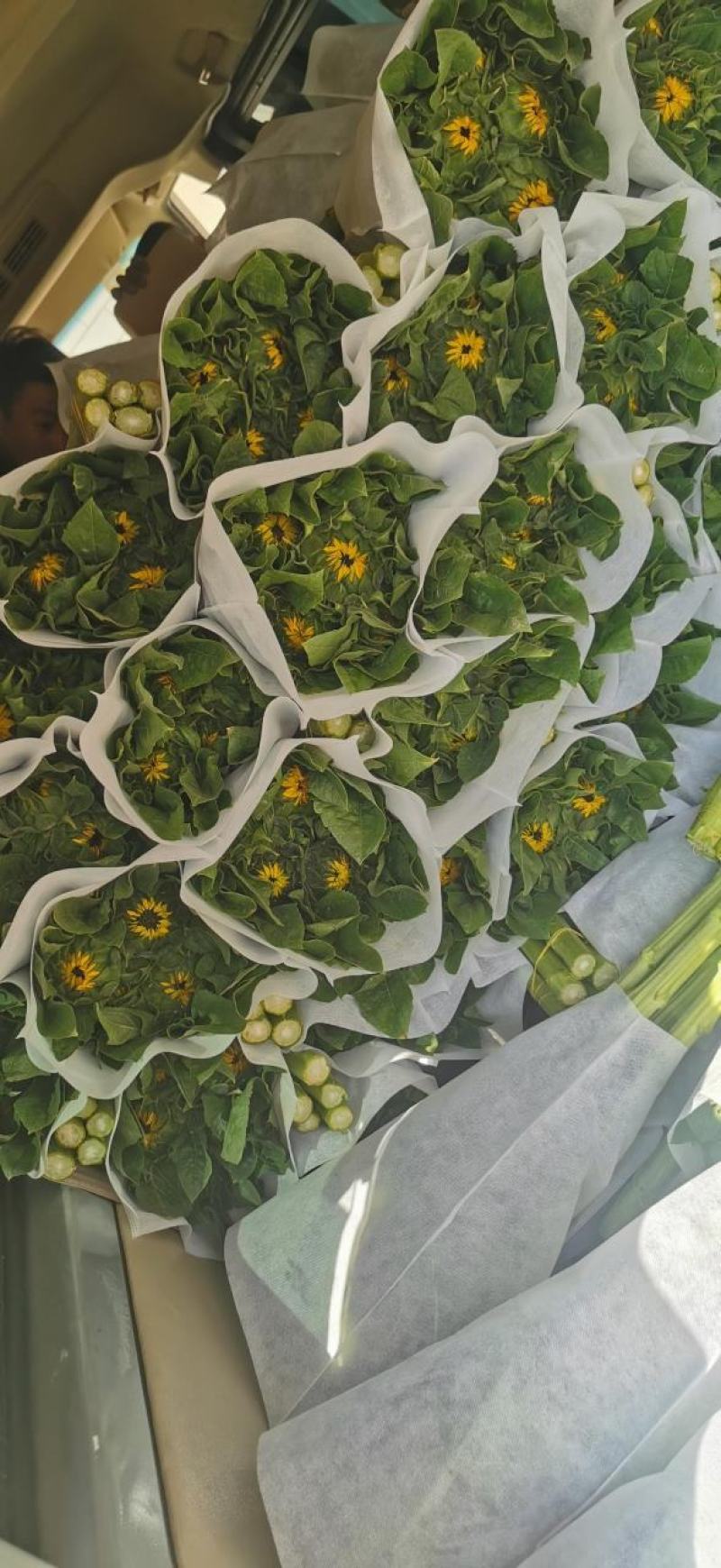 云南昆明鲜花批发基地向日葵新鲜出货，有需要的下单