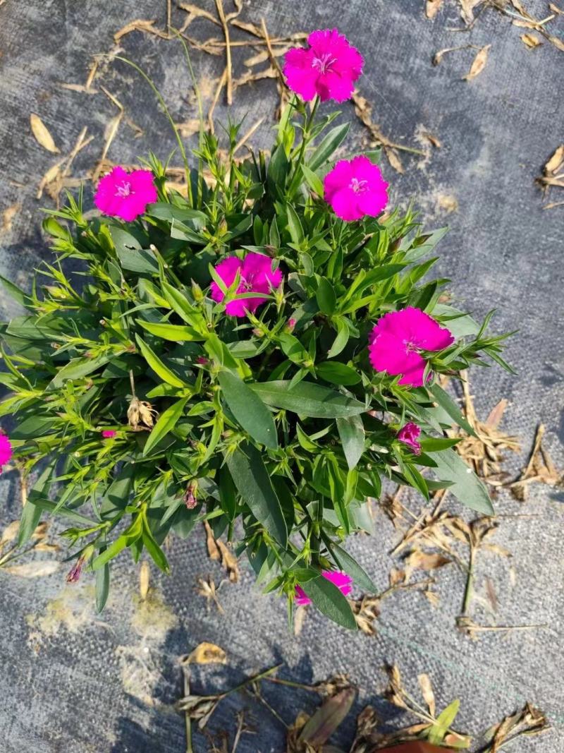 石竹盆栽基地直销一手货源，时花绿植，净化空气