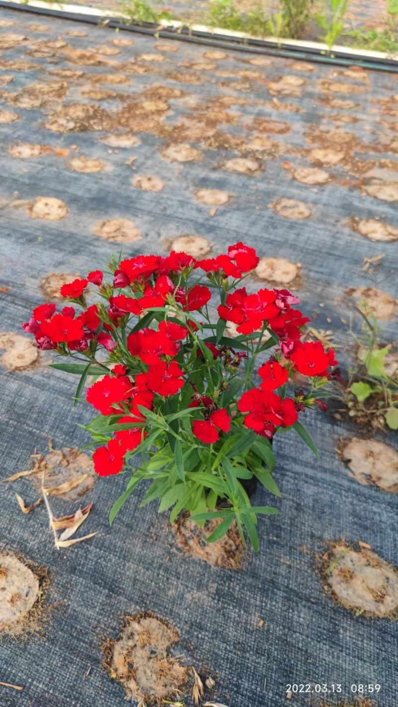 石竹盆栽基地直销一手货源，时花绿植，净化空气