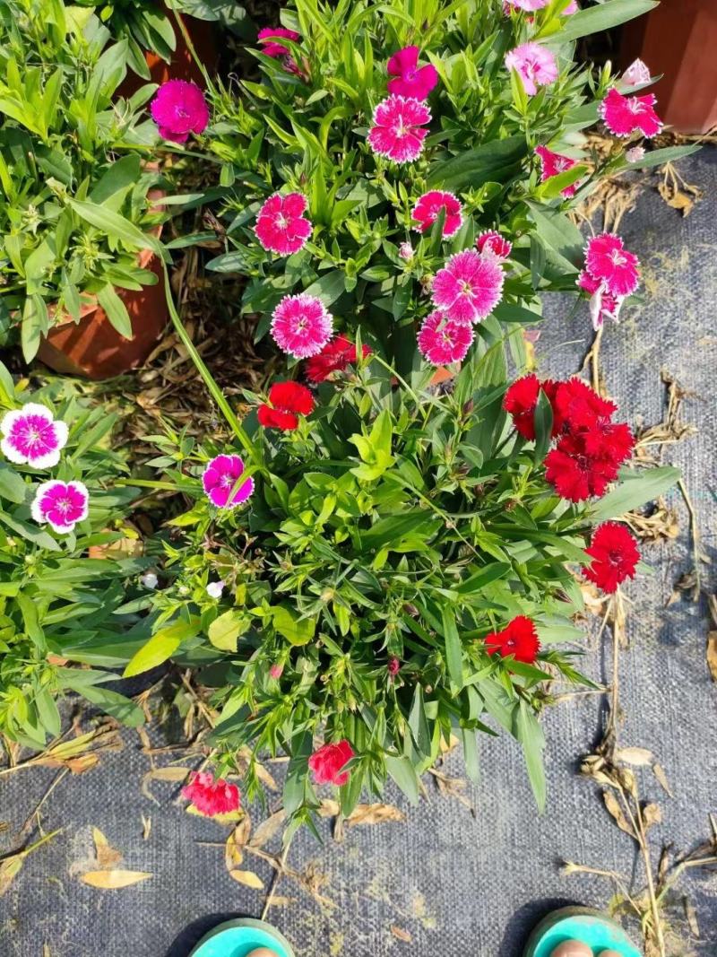 石竹盆栽基地直销一手货源，时花绿植，净化空气