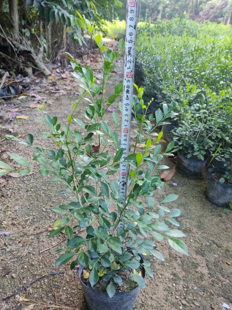 九里香（九里飘香）基地长期培育生产，有需要的老板欢迎咨询
