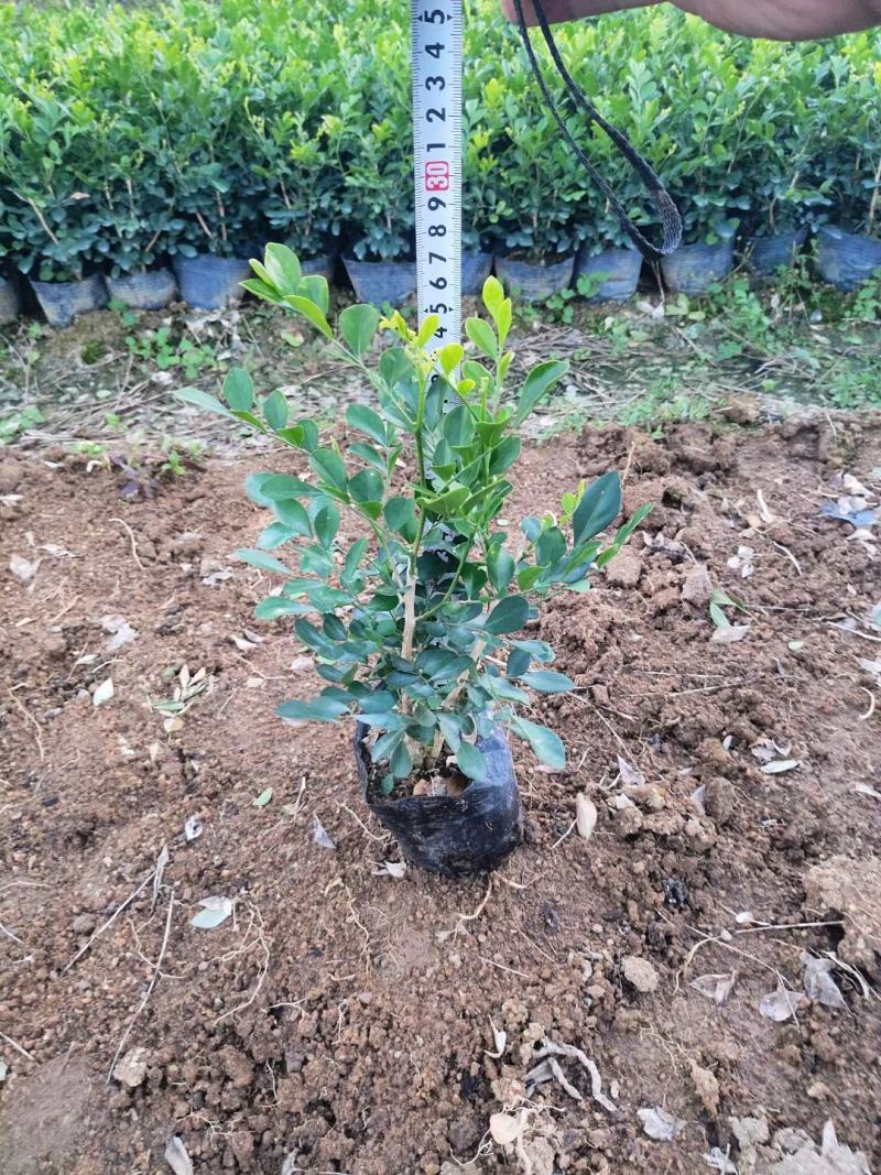 九里香（九里飘香）基地长期培育生产，有需要的老板欢迎咨询