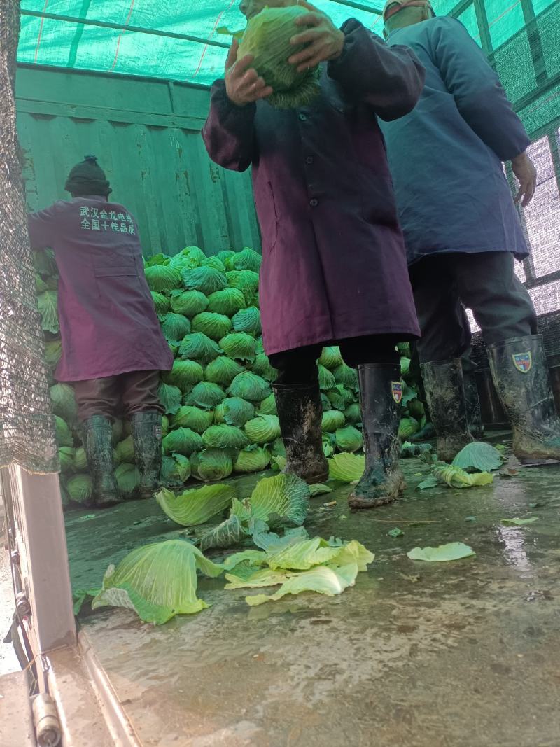 精品甘蓝！量大优惠！
