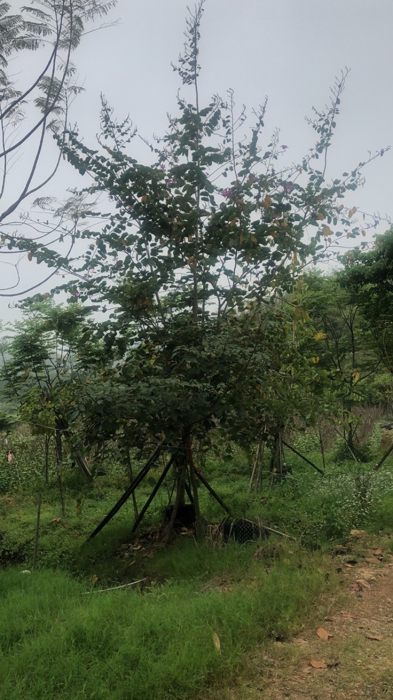 红花紫荆，红花羊蹄甲，洋紫荆