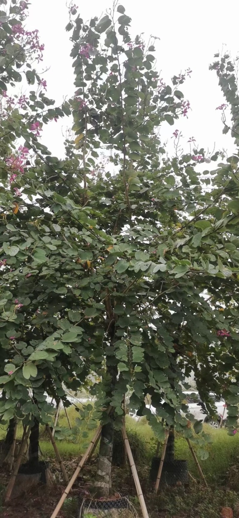 红花紫荆，红花羊蹄甲，洋紫荆