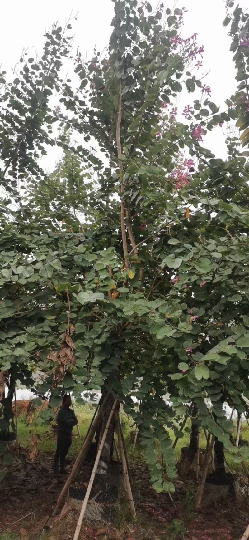 红花紫荆，红花羊蹄甲，洋紫荆