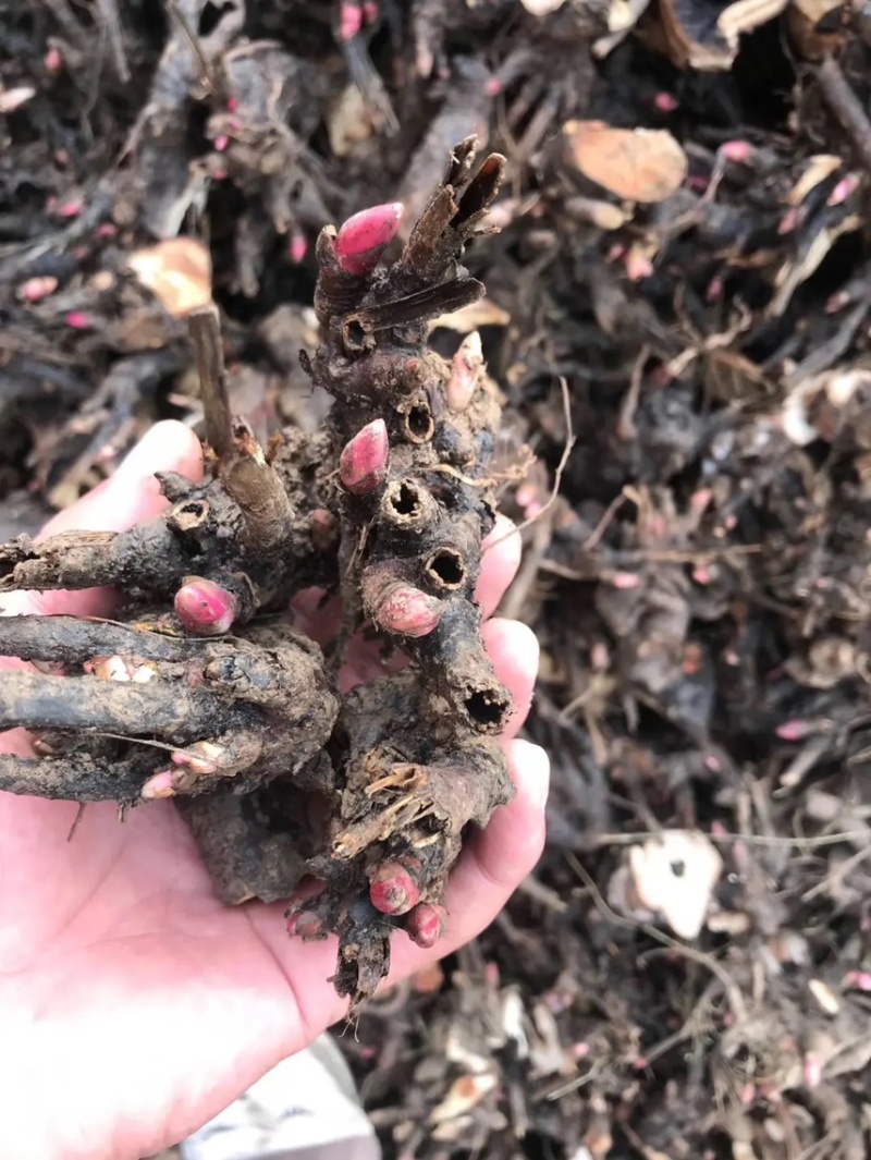 白芍继续收购中基地一手货源白芍种苗现在接受预定