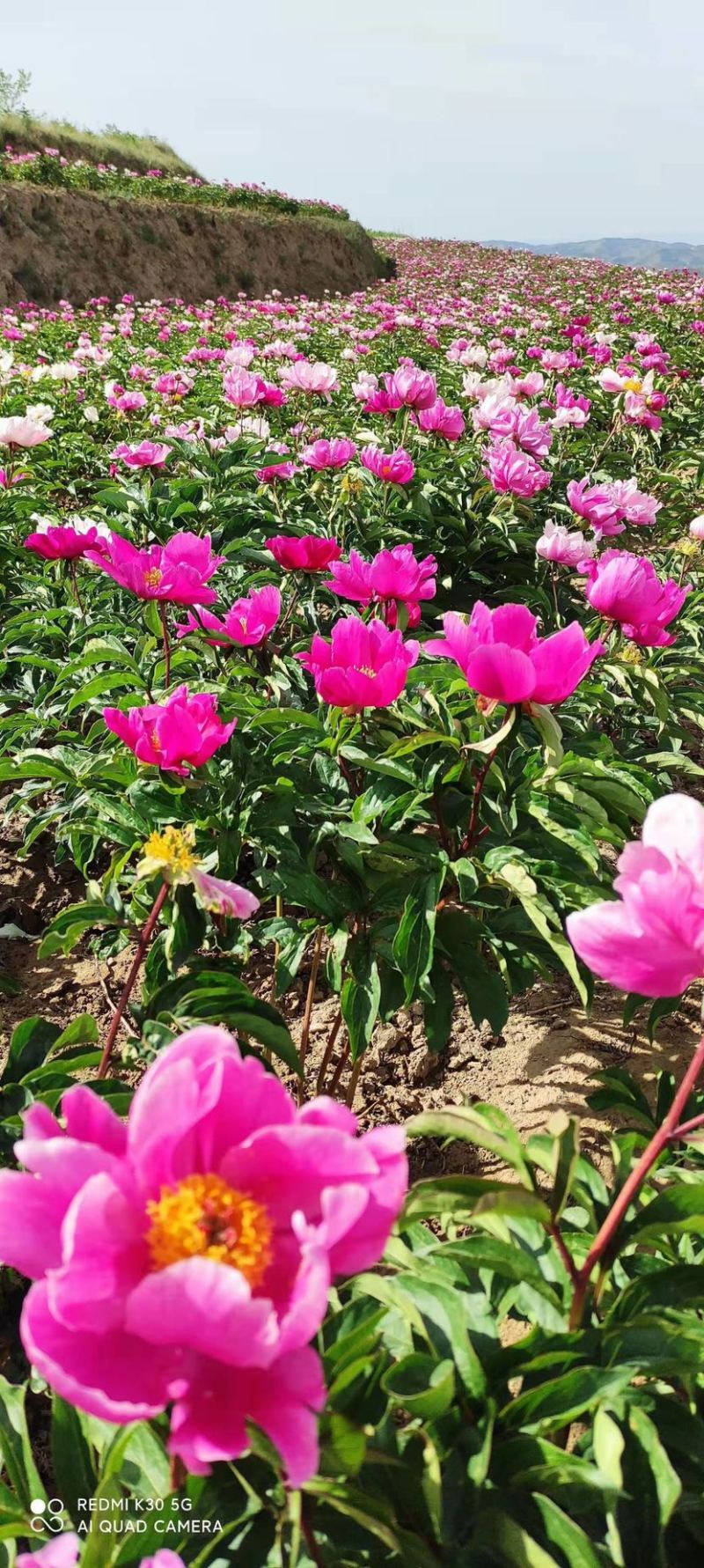 白芍继续收购中基地一手货源白芍种苗现在接受预定