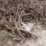 白芍继续收购中基地一手货源白芍种苗现在接受预定
