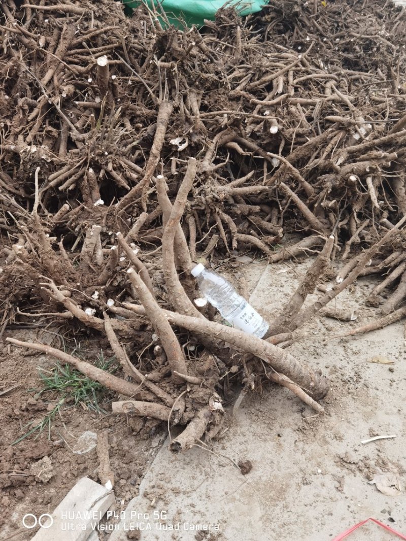 白芍继续收购中基地一手货源白芍种苗现在接受预定