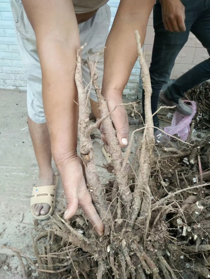 白芍继续收购中基地一手货源白芍种苗现在接受预定