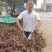 白芍继续收购中基地一手货源白芍种苗现在接受预定
