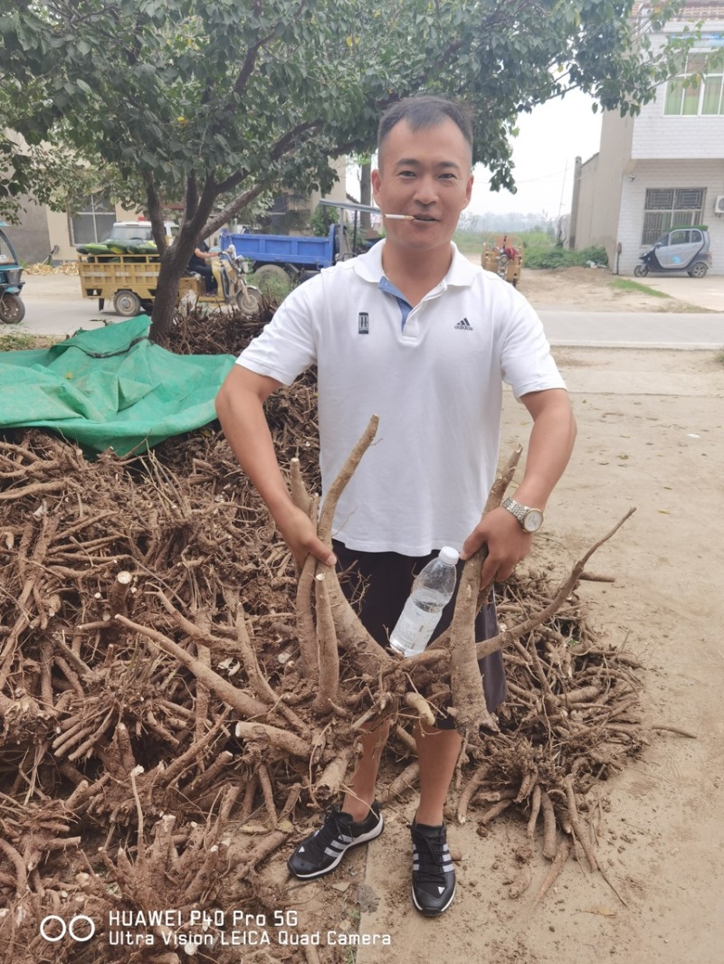 白芍继续收购中基地一手货源白芍种苗现在接受预定