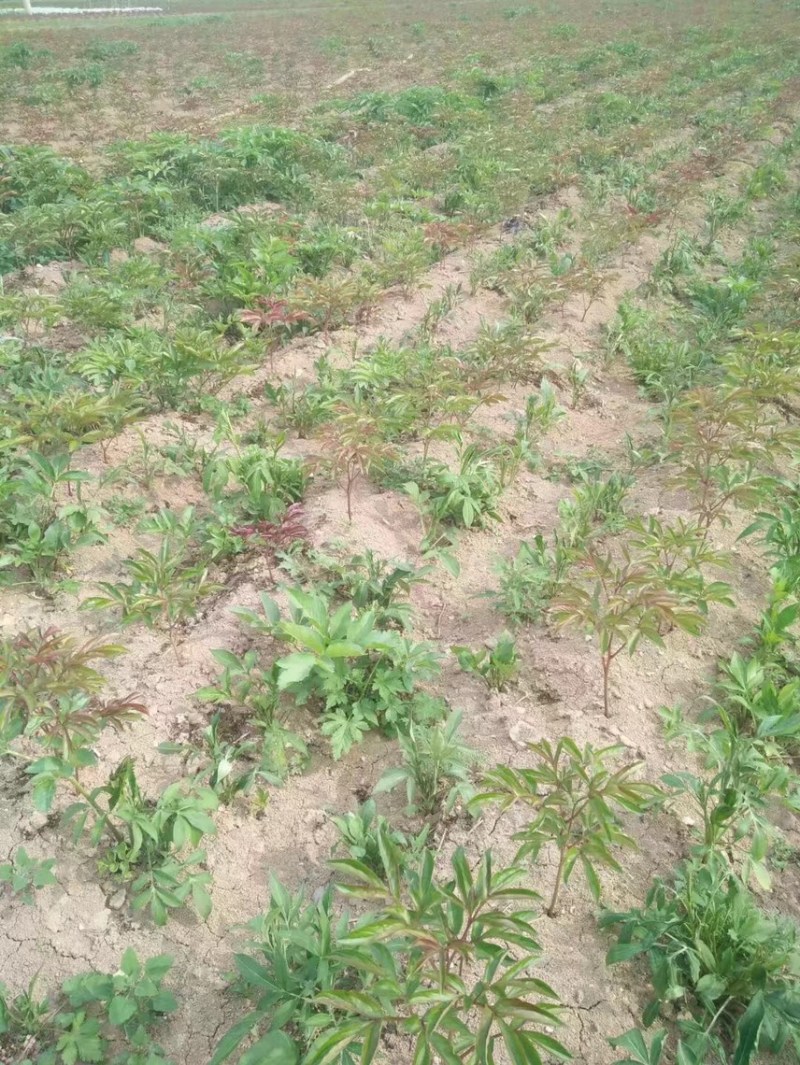 白芍继续收购中基地一手货源白芍种苗现在接受预定