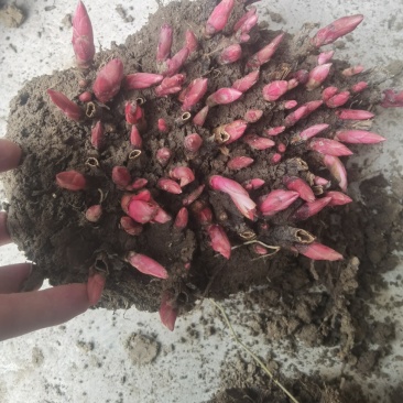 白芍继续收购中基地一手货源白芍种苗现在接受预定