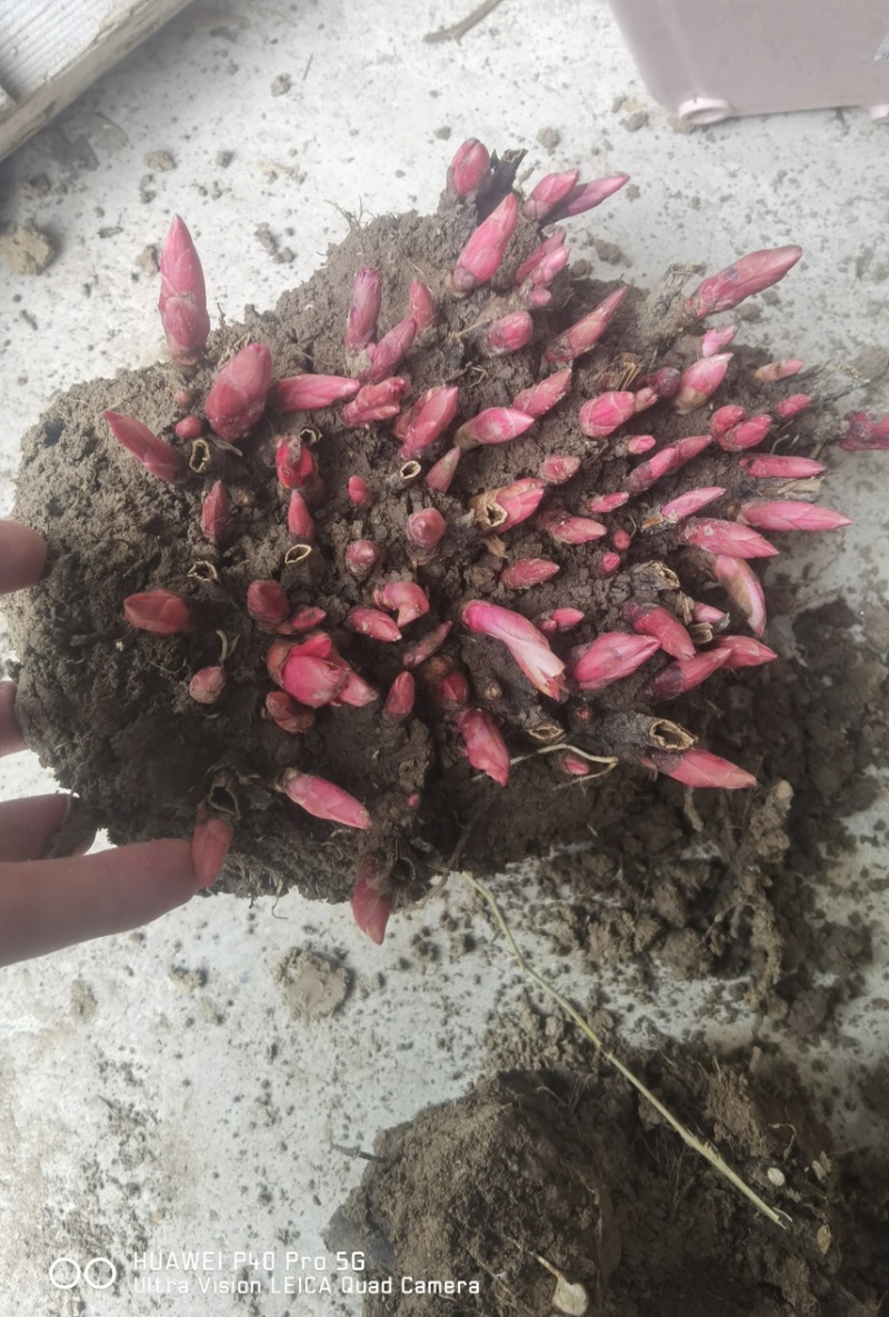 白芍继续收购中基地一手货源白芍种苗现在接受预定