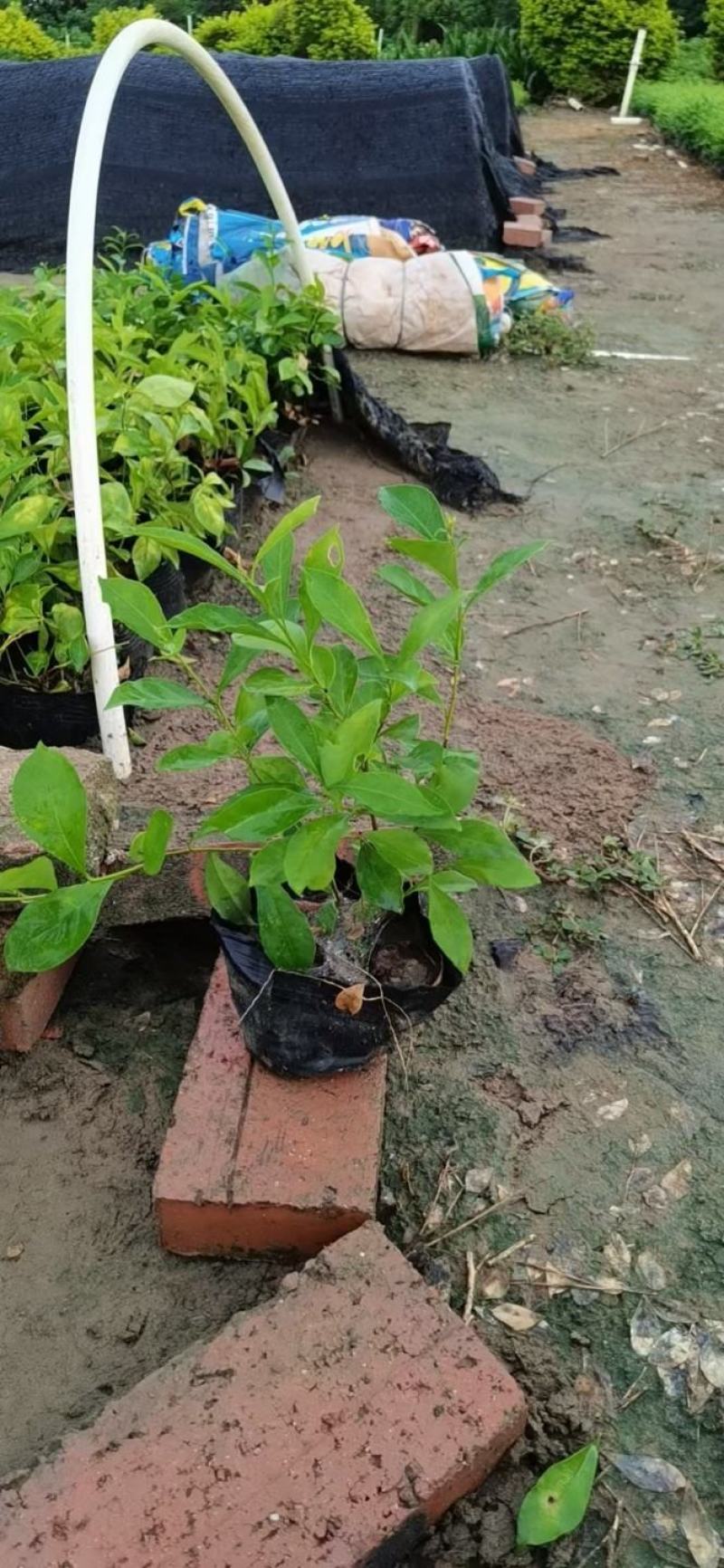 鸳鸯茉莉(双色茉莉)花叶紫白色，花香清香不腻