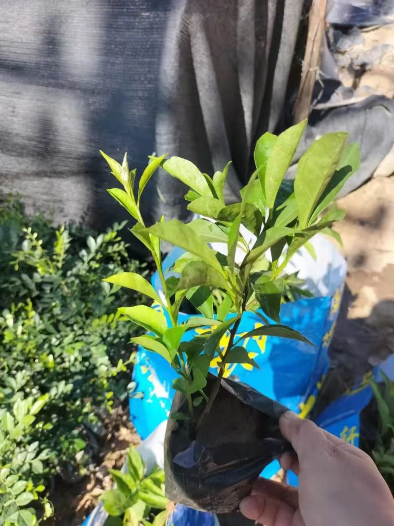 鸳鸯茉莉(双色茉莉)花叶紫白色，花香清香不腻