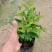 鸳鸯茉莉(双色茉莉)花叶紫白色，花香清香不腻