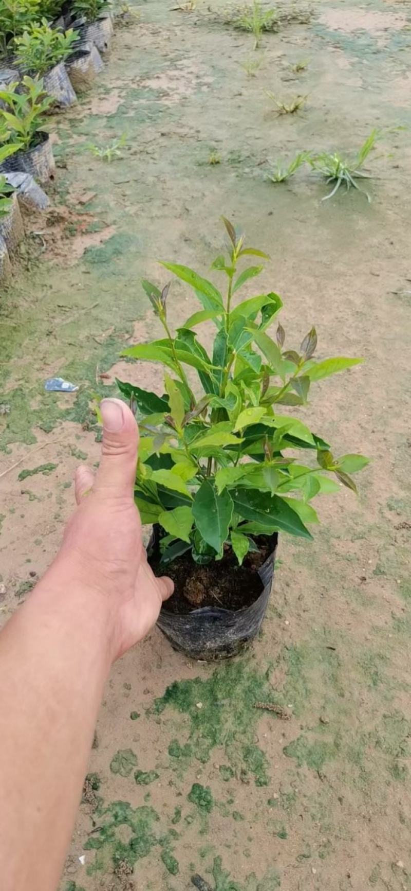 鸳鸯茉莉(双色茉莉)花叶紫白色，花香清香不腻