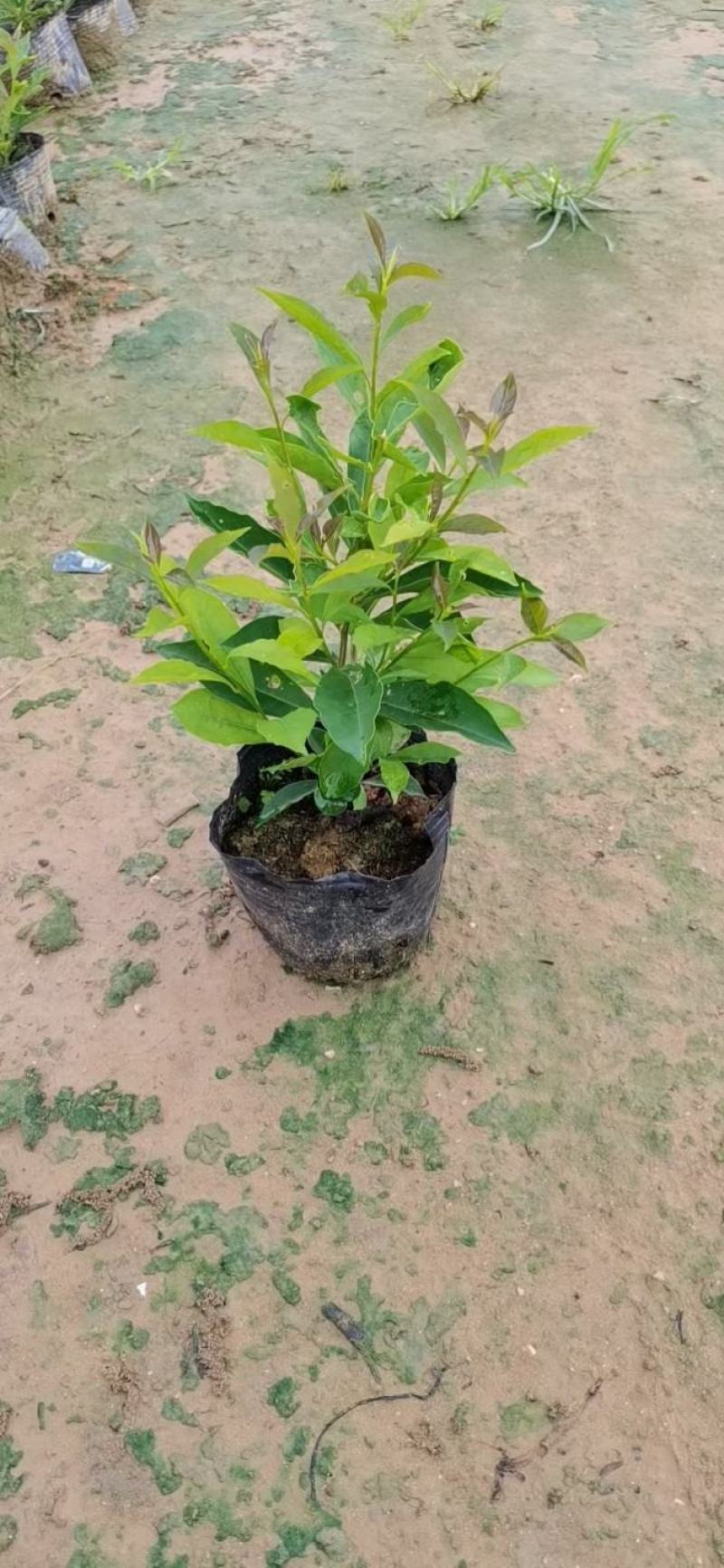 鸳鸯茉莉(双色茉莉)花叶紫白色，花香清香不腻