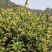 正宗深山野生金银花金银花茶