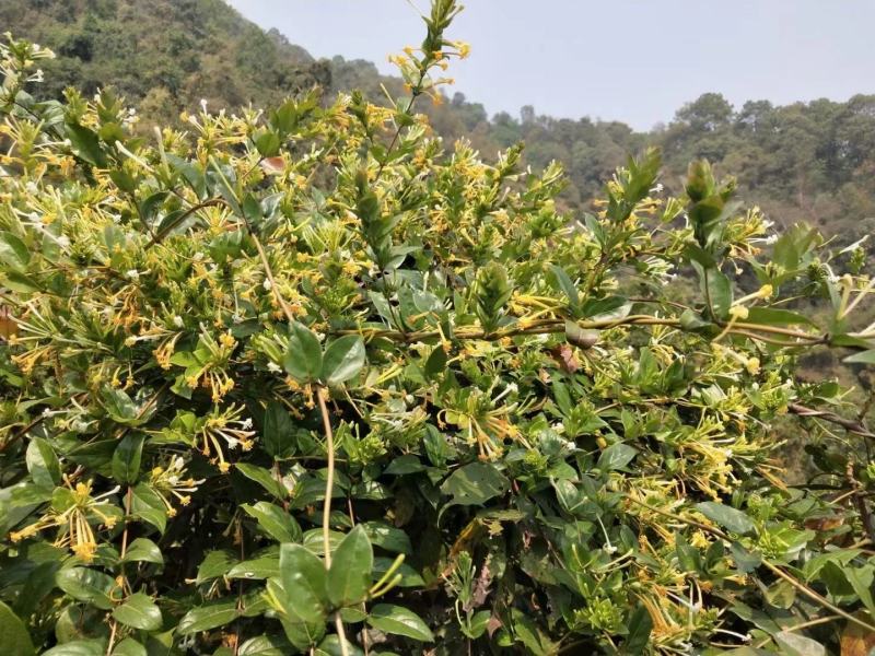 正宗深山野生金银花金银花茶