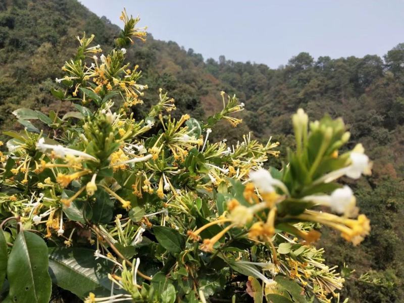 正宗深山野生金银花金银花茶