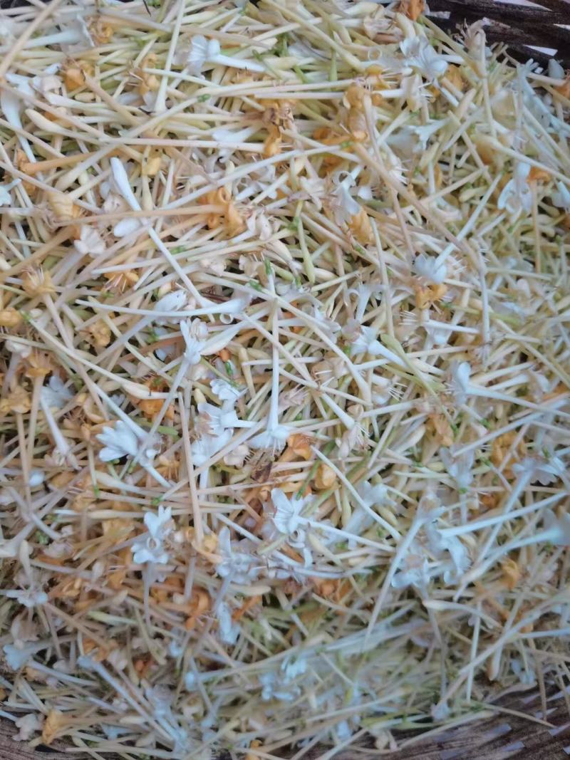 正宗深山野生金银花金银花茶