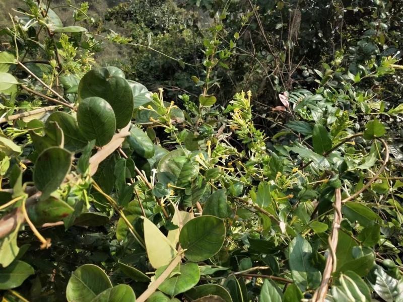 正宗深山野生金银花金银花茶