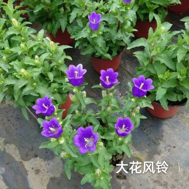 大花风铃150一盆9元一箱28盆，花苞多混色发货基地直发