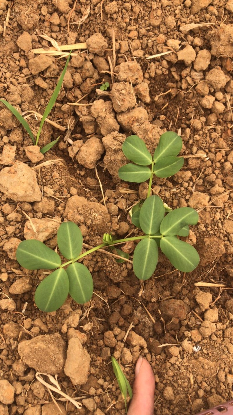 云南孟连高原富硒黑花生营养丰富有滋有味香脆甜