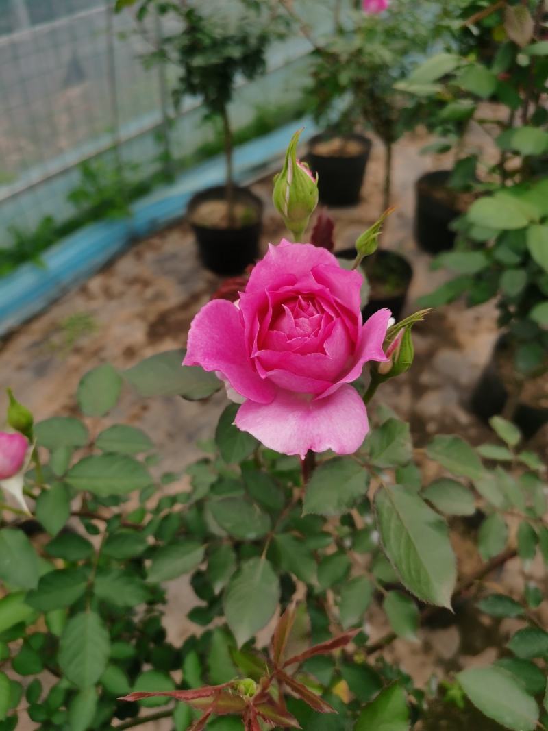 棒棒糖月季树2公分树状月季花卉盆栽观赏花卉