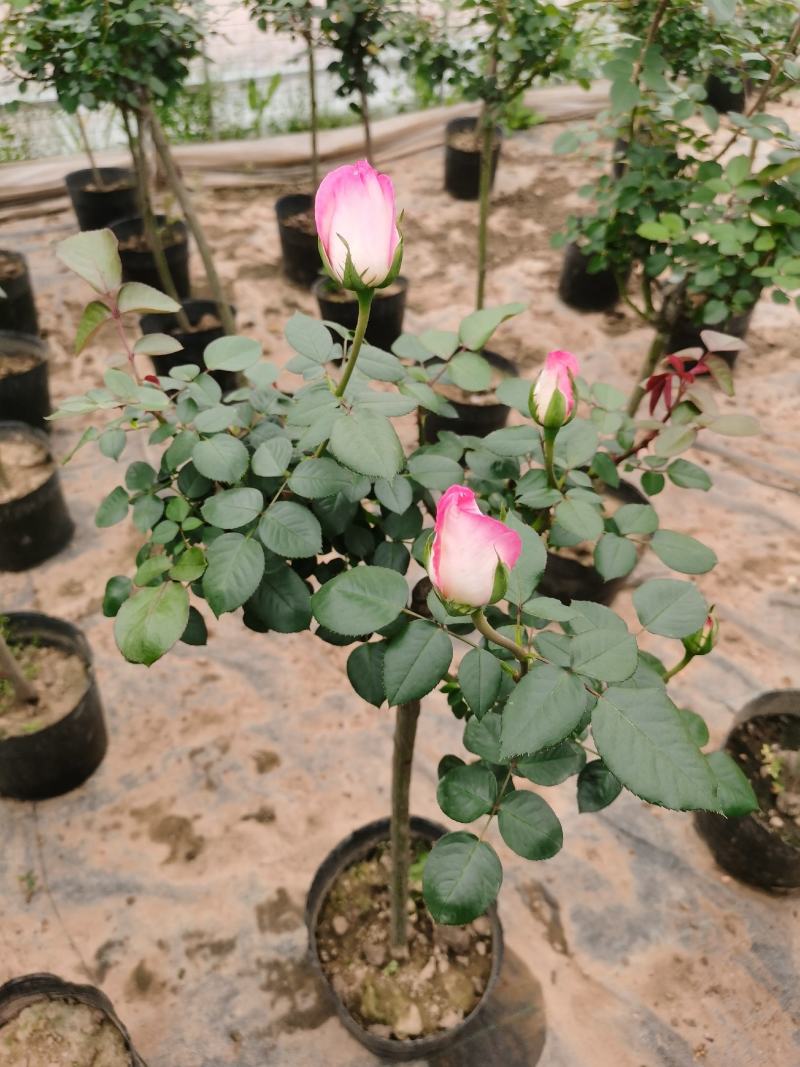 棒棒糖月季树2公分树状月季花卉盆栽观赏花卉