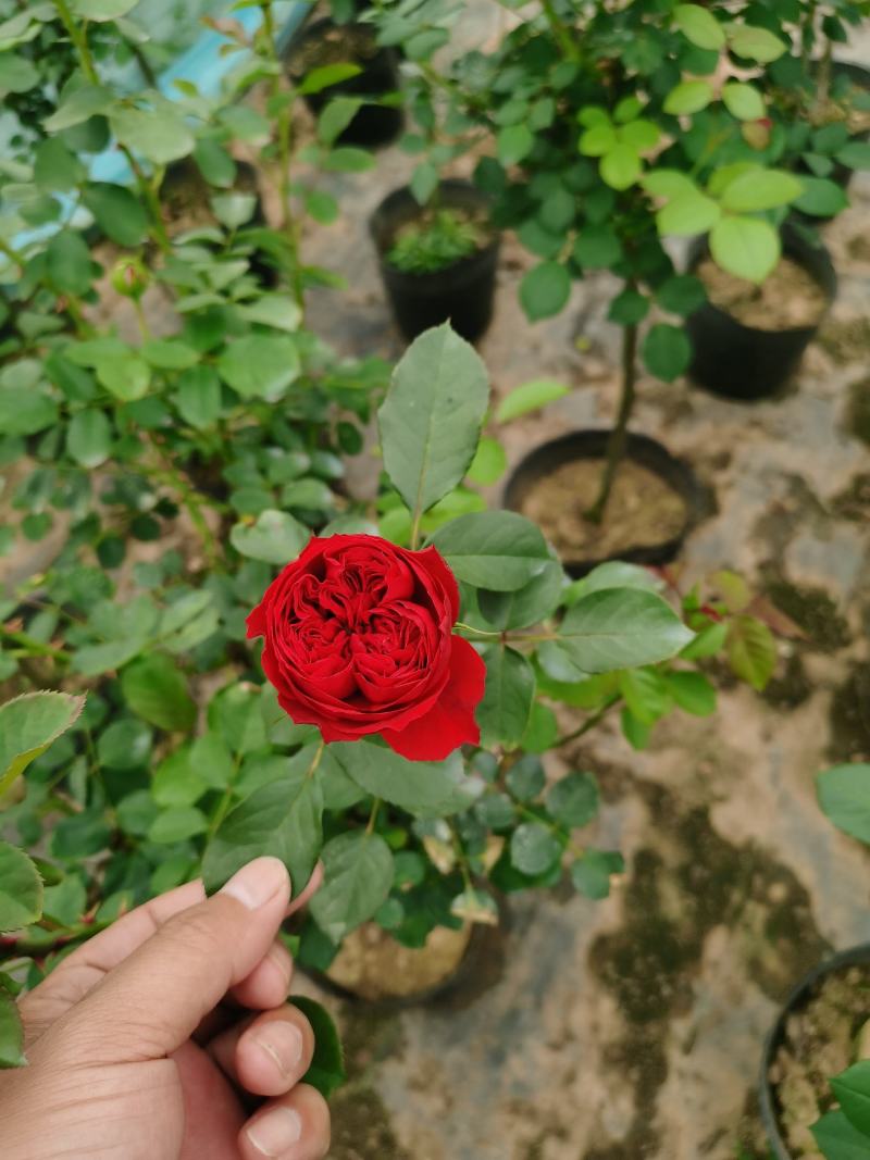 棒棒糖月季树2公分树状月季花卉盆栽观赏花卉