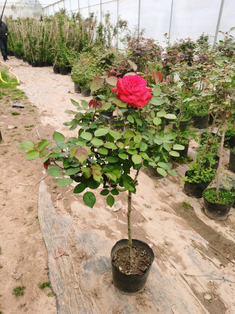 棒棒糖月季树2公分树状月季花卉盆栽观赏花卉