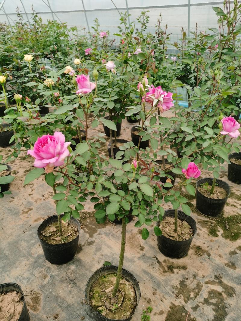 棒棒糖月季树2公分树状月季花卉盆栽观赏花卉
