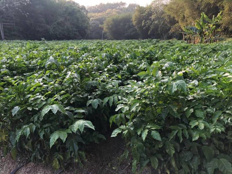 黑金刚贵妃黄皮果苗黄皮苗现挖现发基地直供