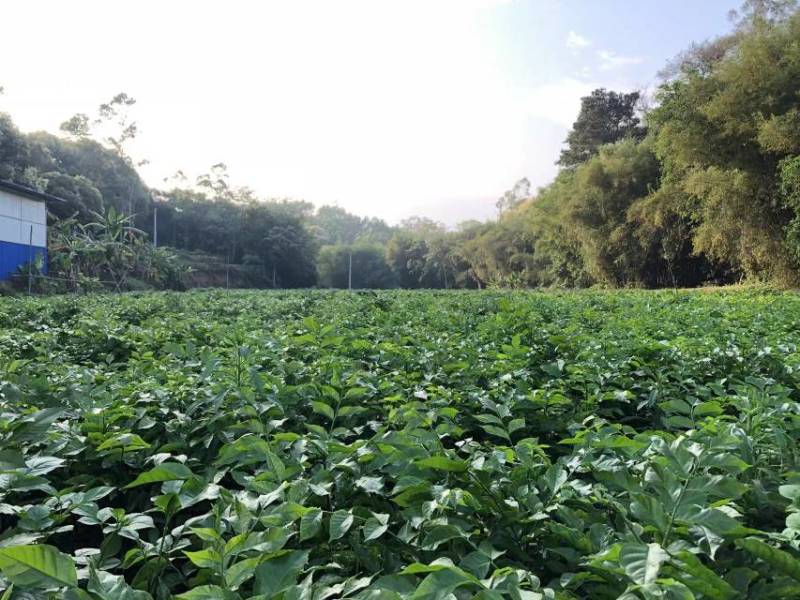 黑金刚贵妃黄皮果苗黄皮苗现挖现发基地直供
