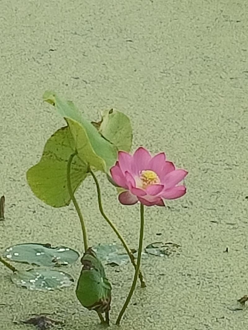 荷花白洋淀信荷水生植物，种植，销售大量现货荷花苗