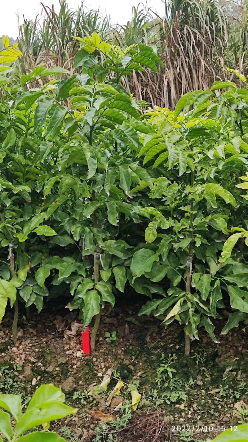 黑金刚贵妃黄皮果苗黄皮苗现挖现发基地直供