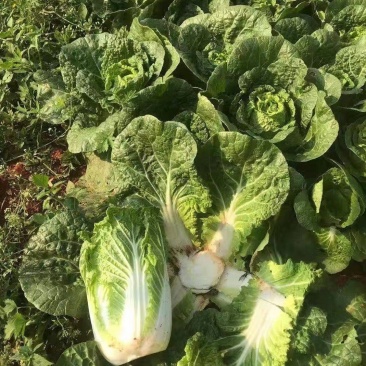 精品大娃娃菜